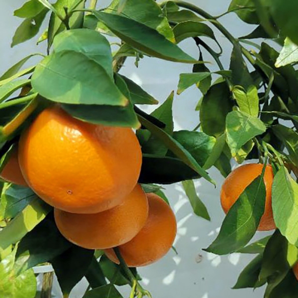 优质柑橘新品种黄美人爱媛68号柑桔果树苗接受预定